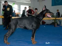 Aqvilon_Camilla_1.webp