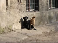 DSC00535.webp