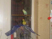 P1010005.webp