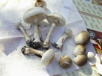 PIC_0010.jpg