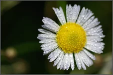 DSC00857.webp