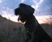 94022-3b9d6-22940508-400.webp