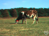 COW.jpg