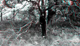 forest2.jpg