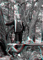 forest 1.webp