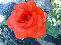 0010.webp
