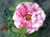 0012.webp