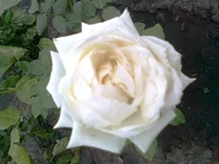0013.webp