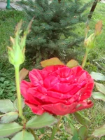 DSC03706.webp