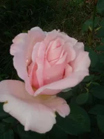 DSC03701.webp