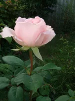 DSC03699.webp