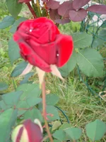 DSC03695.webp