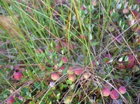  108_resize.webp