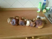 -0079.webp
