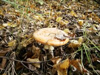 PIC_0022.JPG