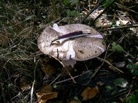 PIC_0052.JPG