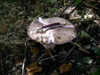 PIC_0052.webp