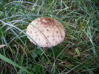 PIC_0097.JPG