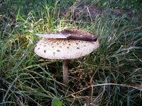 PIC_0103.JPG