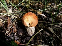 PIC_0109.webp