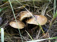 PIC_0118.JPG