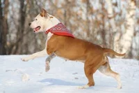 dogKEX376-2.webp