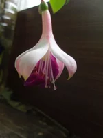 Ambassador flower 4.webp