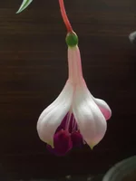 Ambassador flower 5.webp