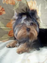 DSCF6802.webp