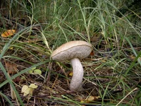 PIC_0003.webp