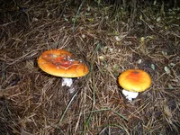 PIC_0006.webp