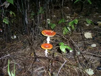 PIC_0007.webp