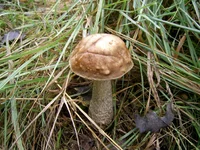 PIC_0008.webp