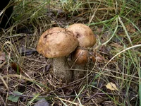 PIC_0011.webp