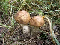 PIC_0012.webp