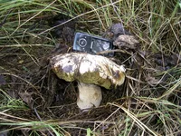 PIC_0013.webp