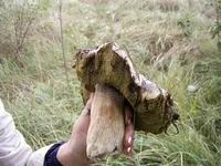 PIC_0015.webp