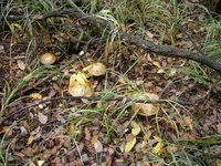 PIC_0016.webp