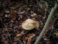 PIC_0018.webp