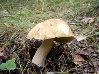 PIC_0019.webp