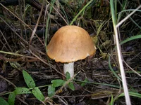 PIC_0026.webp
