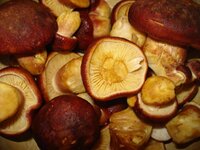 DSC08403.jpg