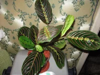 IMG_2183.webp