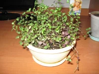 IMG_2190.webp
