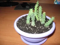 IMG_2194.webp