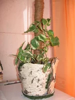 IMG_2202.webp