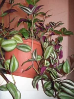 IMG_2203.webp