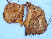 DSC03957.JPG