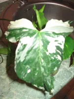IMG_2229.webp