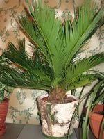 IMG_2235.webp